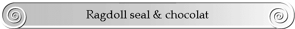 Nos Ragdolls seal